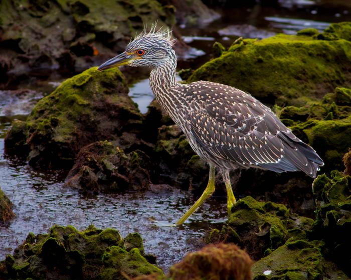 Let's Take a Walk by Cibby Orozco
