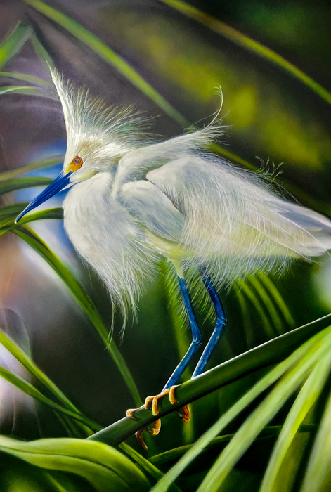 Snowy Egret by Pete Sintes